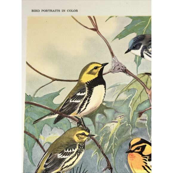 VTG Warbler Bookplate Allan Brooks Lithograph Bird Portraits In Color - Picture 7 of 10